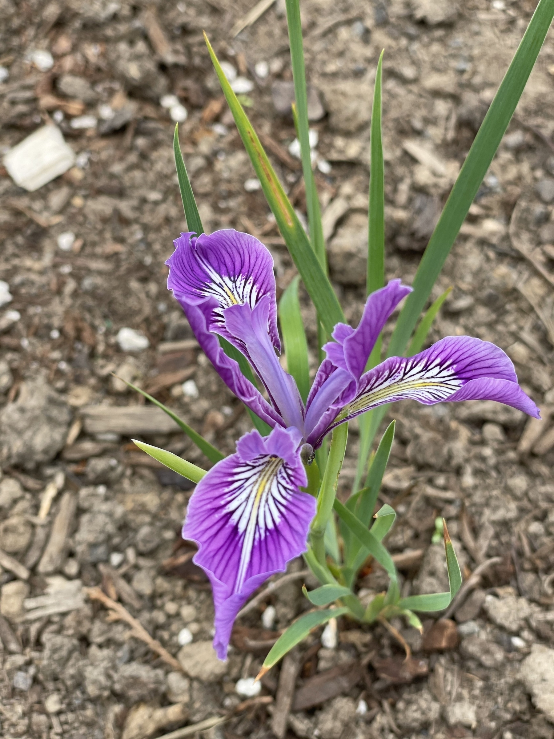 iris tenax in bloom 