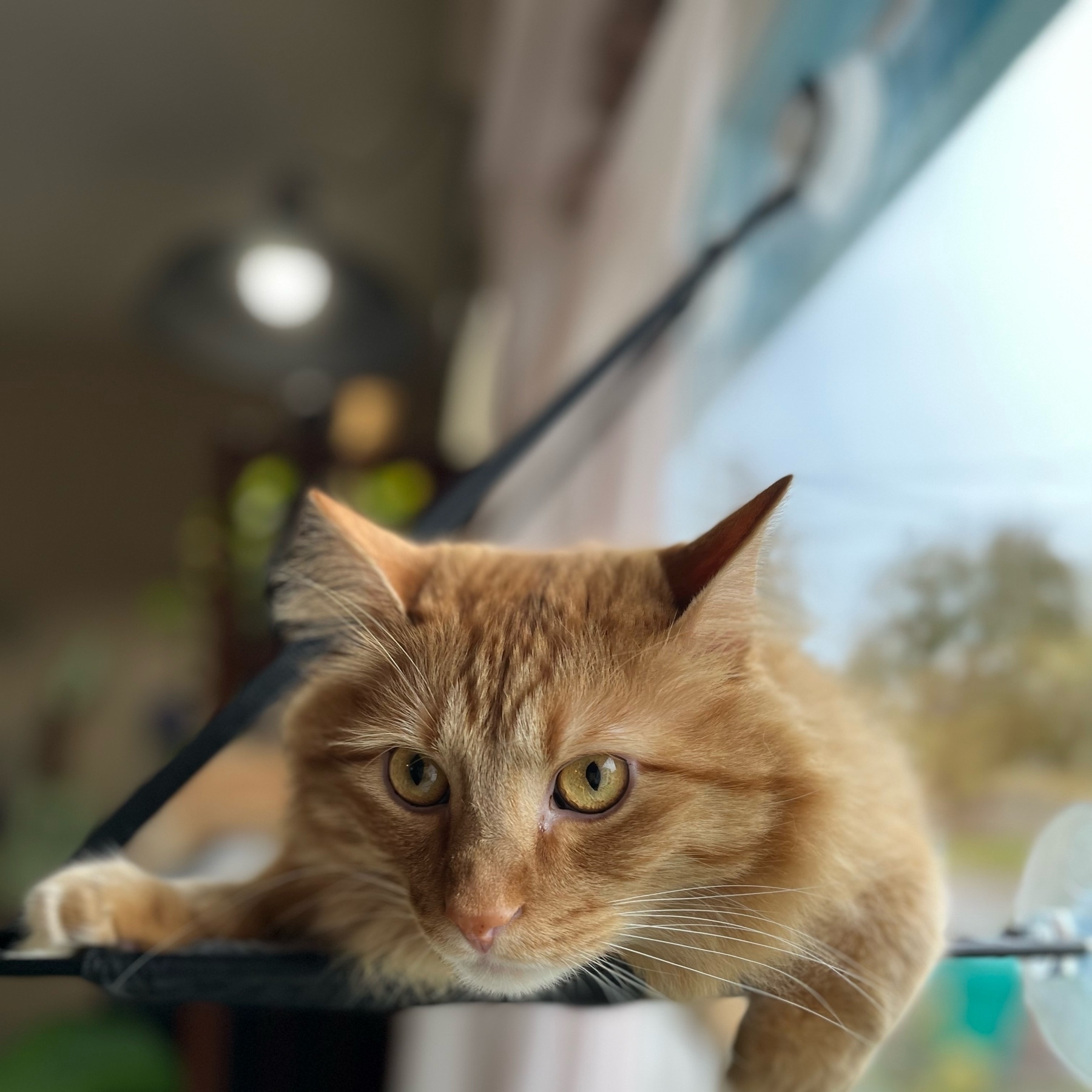 The face of an orange cat, looking away from the camera, lying in a hammock in a window. He looks thoughtful.