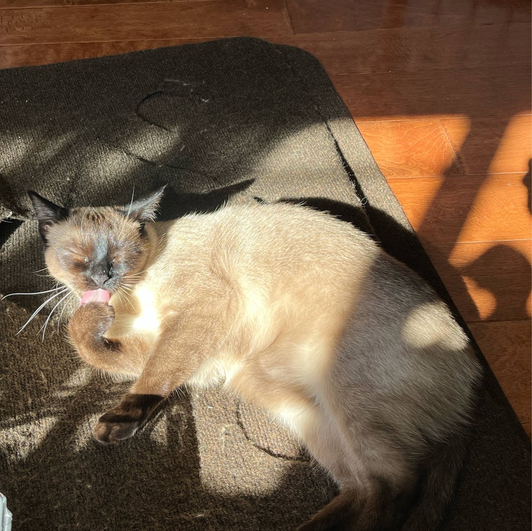 Siamese mix cat, lying on a brown rug in dappled sunlight, with her eyes closed, licking her paw.